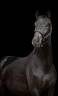 Superbe hongre dressage par Don juan 