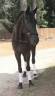 Cheval de dressage