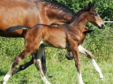Pouliche par Qlassic Bois Margot 