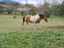 Poney D