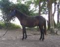 Poulain 1 an PP Pottok livret A