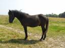 Poulain 1 an PP Pottok livret A