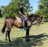 Superbe hongre ps 5 ans 