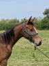 Poulain SF