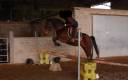 Cheval à vendre Jument trotteuse de 12 ans
