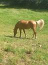 Elevage Palomino  et Arabe