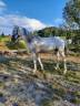 cheval barbe