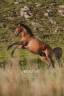 Hongre Lusitanien 3 ans bai à vendre