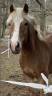Haflinger hongre 