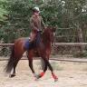 Un jeune cheval avec de la classe, du potentiel.