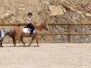 Vend poney 1m15. Né en 2010. Oc par père conneramara