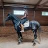 Un jeune cheval prometteur, facile à former.