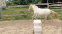 Ponette welsh part bred 