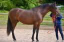Impressionnant PRE 4 ans 170cm entier 