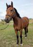 Adorable hongre de 5 ans 