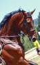 Grand hongre belge