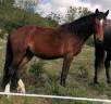 Petit cheval de sport