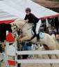 Poulain poney français de selle 