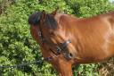 Cheval sport