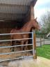 Top petite jument 4 ans par Topinambour