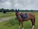 VEND SUPERBE PONETTE CRIOLLO 