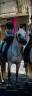 Jument PP Camargue 6 ans 
