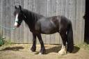 Kinoa hongre de 5 ans, ONC type irish