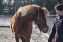 Hernest 8 ans, poney ONC, 1,25 m