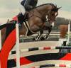 Magnifique hongre de 7 ans ZANGERSHEIDE