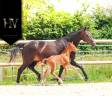Male kwpn Apache x Goldstar x Maximus HP 