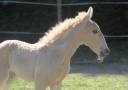 Pouliche Palomino de parents lusitaniens : l'élégance !
