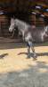Jazzy, jument Mérens – 6 ans – élégante, douce et sûr