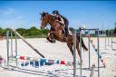 Super cheval à vendre !
