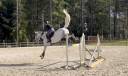 Jument de 7 ans idéale amateur cso 
