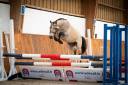 Poney welsh 3 ans 