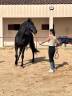 PRE hongre noir – 15 ans – Haute école / Dressage / Spe