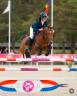 Poney de Grand Prix à vendre 