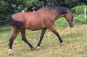 Jument dressage ou poulinière KWPN