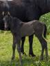 poulain paint horse