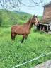 Magnifique ponette OC