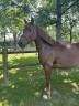 Ponette onc 7 ans D polyvalente 
