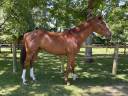 Super cheval polyvalent 