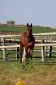 A vendre jument de 6 ans JORLANE DE MARVIC 