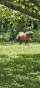 Vend poney mâle entier âgé de 14 ans
