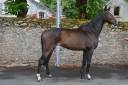 Cheval de loisir 4 ans, 1m60 