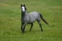 cheval espagnol