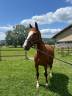 Cheval de sport 