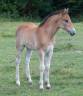 foal mâle poney à réserver