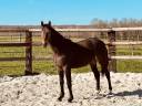 À VENDRE - Jeune cheval Selle Français 2 ans 