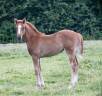 pouliche père poney et mère SF